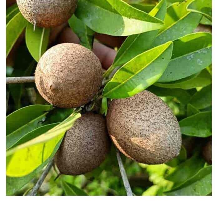All Time Kalapatti Sapota (Chiku) Grafted Plant | Manilkara zapota Premium High Yield Live Fruit Tree for Home Garden - Image 5