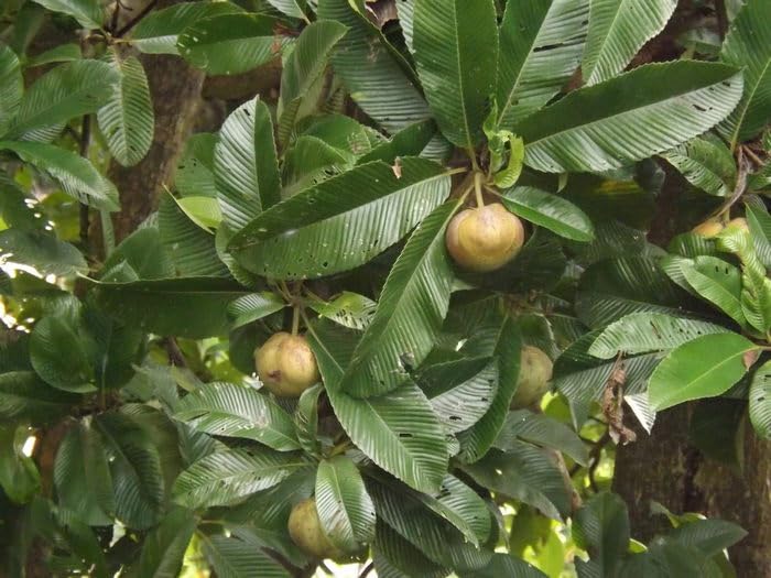 Elephant Apple Chalta Dillenia Indica Fruit plant - Image 3