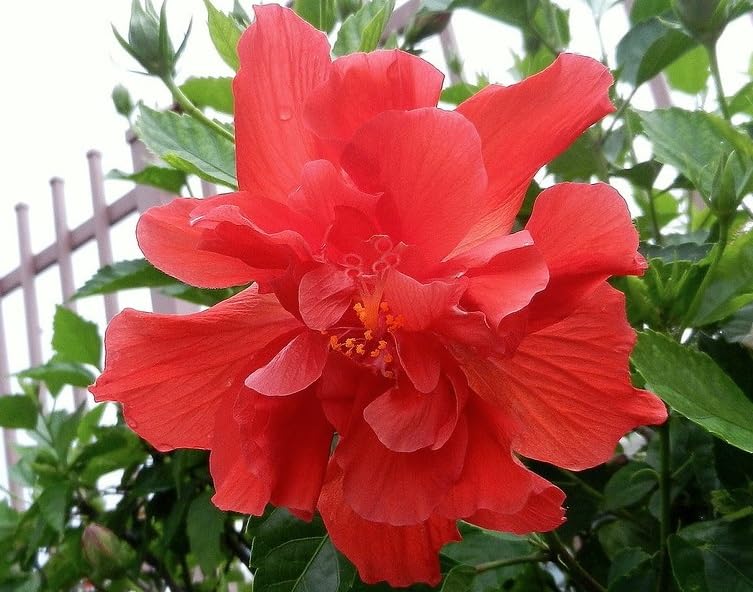 Hybrid Dragon Hibiscus Flower Plant (Red) | Hibiscus rosa-sinensis Premium Exotic Live Flowering Plant - Image 4