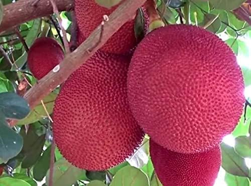 All Time Red Jackfruit Grafted Live Plant | Hybrid Red Jackfruit Tree | Artocarpus heterophyllus Premium Fruit Plant for Home Garden - Image 3