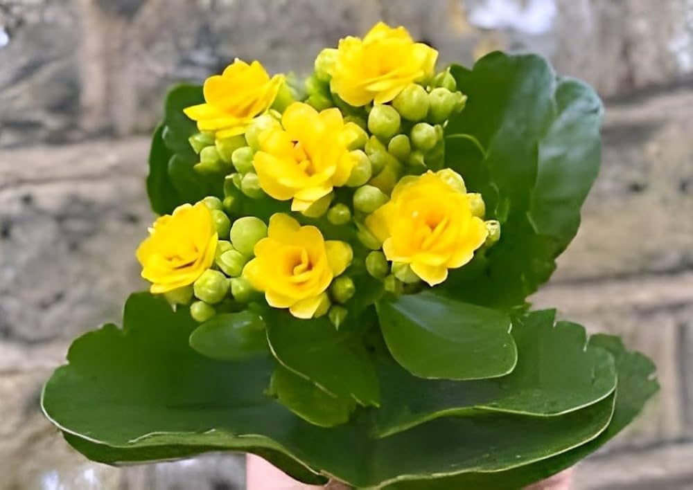 Yellow Kalanchoe Plant – Live Yellow Flowering Succulent with Pot | Indoor & Outdoor Plant - Image 4