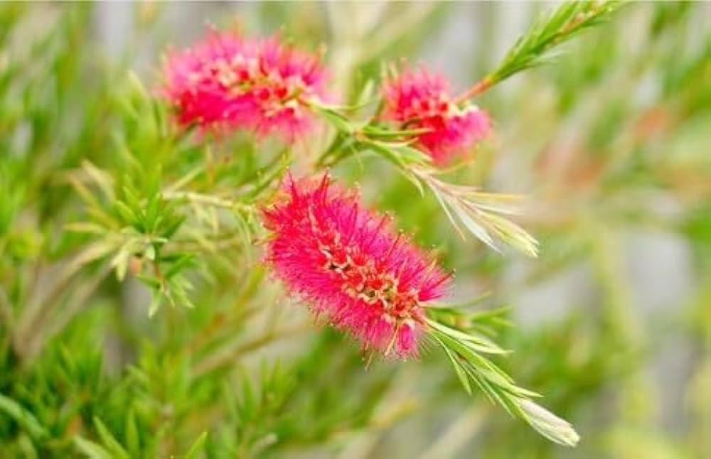 Bottle Brush Flower Live Plant | Callistemon citrinus Red Bottlebrush Flowering Plant for Home Garden - Image 4