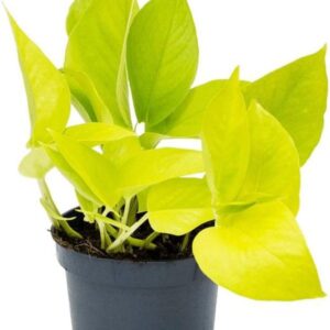 Money Plant (Golden) with Pot | Epipremnum aureum Live Indoor Plant for Home & Office with pot