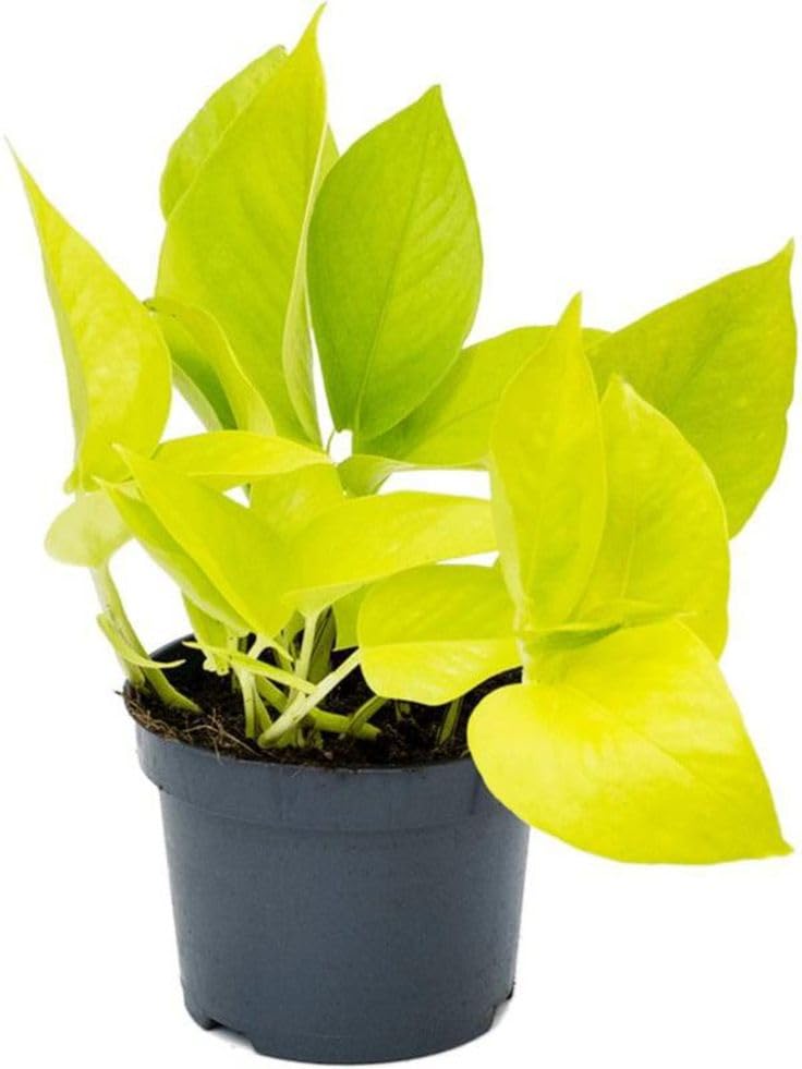 Money Plant (Golden) with Pot | Epipremnum aureum Live Indoor Plant for Home & Office with pot