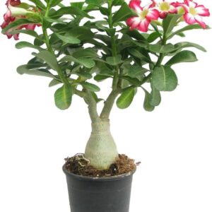 Rosey Variety Adenium Obesum (Desert Rose) Plant with Pot | Adenium obesum Premium Flowering Succulent Live Plant