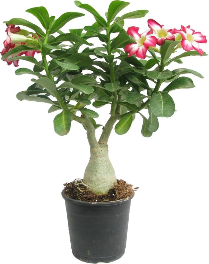Rosey Variety Adenium Obesum (Desert Rose) Plant with Pot | Adenium obesum Premium Flowering Succulent Live Plant
