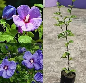 Rare Purple Hibiscus Flower Plant – Exotic All-Time Blooming Garden Beauty