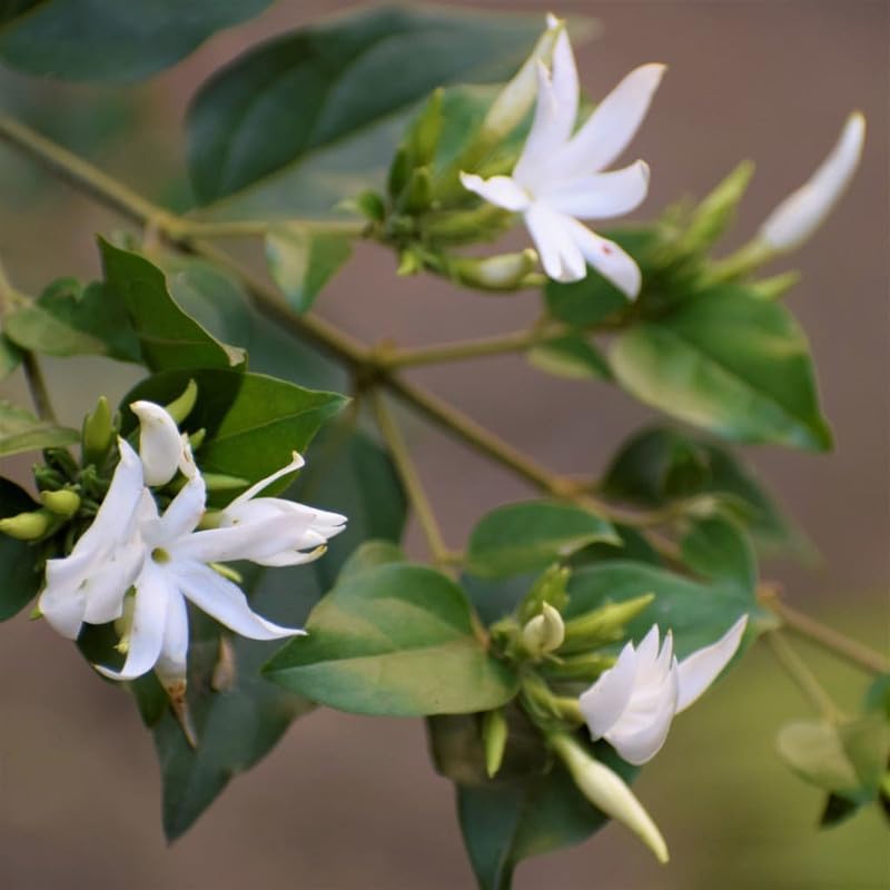 White Kunda (Downy Jasmine) Flower Plant | Jasminum multiflorum Live Fragrant Flowering Plant for Home Garden - Image 5