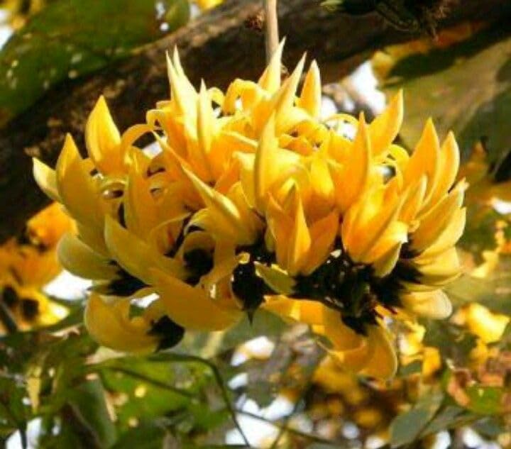 Rare Yellow Palash Flower Tree (Grafted) | Butea monosperma Yellow Flower Variety | Live Outdoor Plant for Home Garden - Image 4