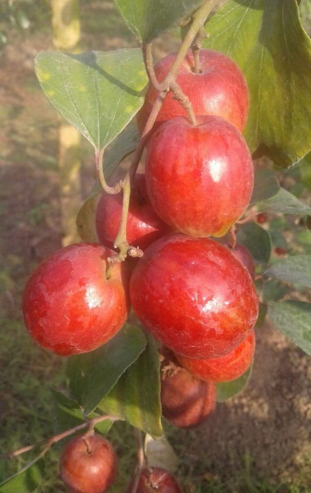 Red Sundari Apple Ber Hybrid Fruit Plant | Ziziphus mauritiana Grafted Live Fruit Plant for Home Garden - Image 4