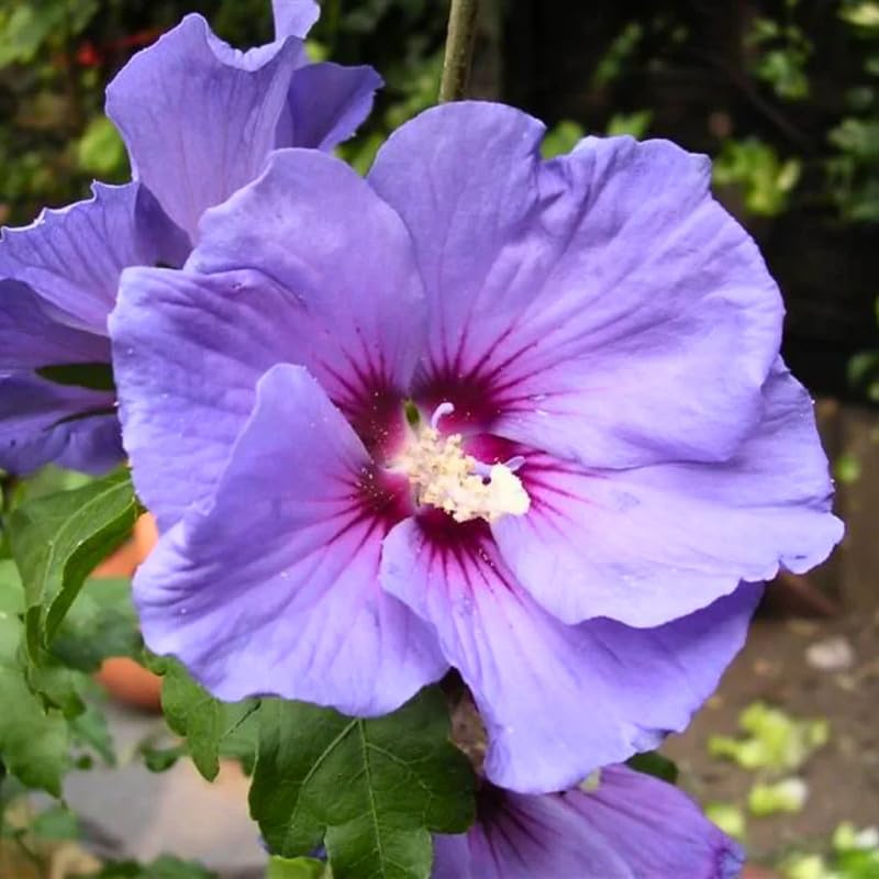 Pune Variety Soft Violet Hybrid Hibiscus – A Rare & Elegant Flowering Plant
