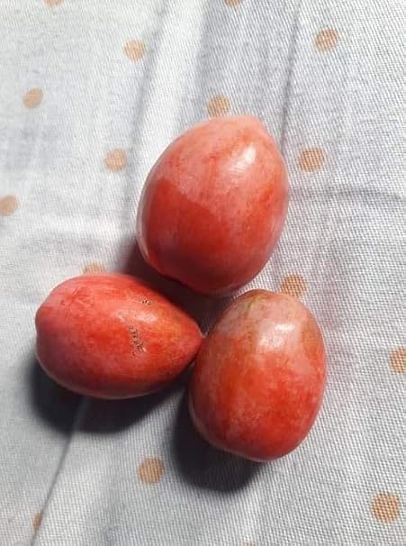 Thai Sweet Karonda Plant for Indian Gardens - Image 3