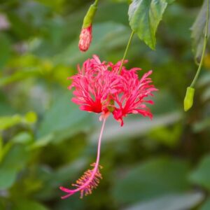 Rare Variety Chinese Spider Hibiscus (Jhumka Joba) Live Flower Plant | Hibiscus rosa-sinensis for Home Garden
