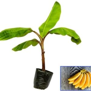 Singapuri Banana Tissue Cultured Fruit Plant – Premium High Yield Banana Variety