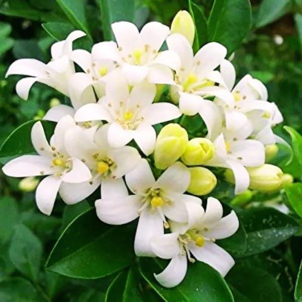 Hybrid Kamini Flower Plant | Murraya paniculata Live Fragrant Flowering Plant for Home Garden - Image 3
