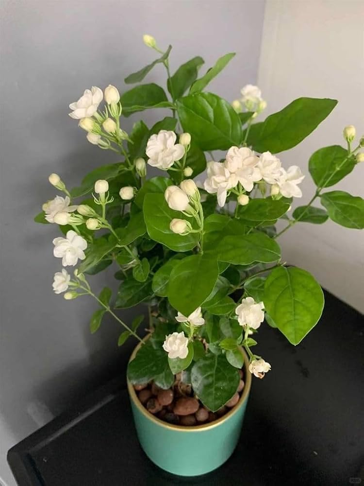 Bel Arabian Jasmine Fragrant Flower Plant | Jasminum sambac Premium Live Mogra Plant for Home Garden - Image 3