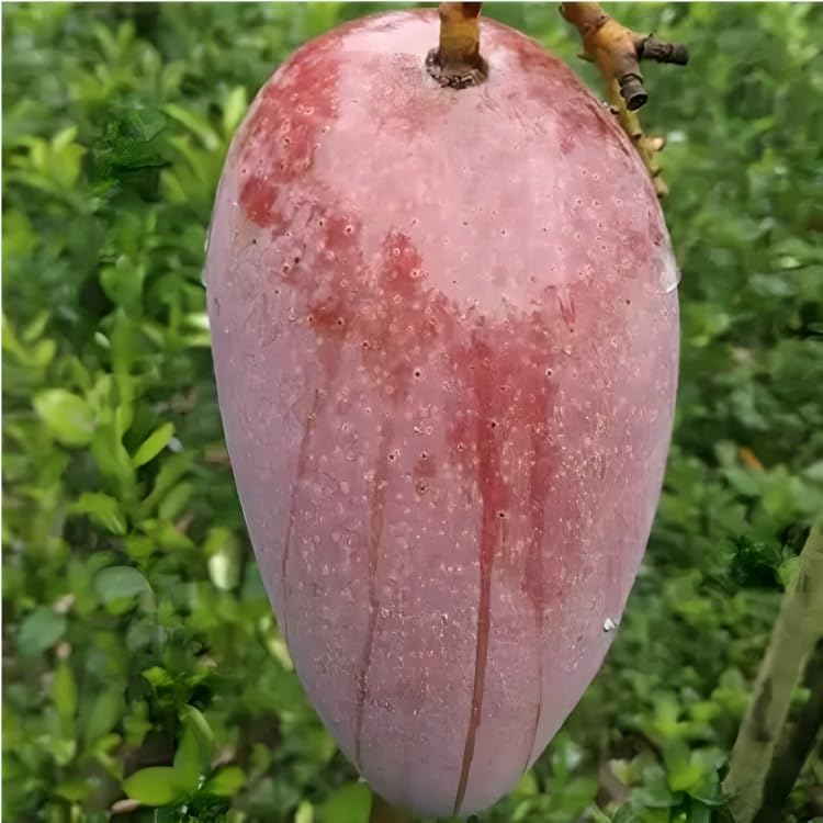 All Time Katimon Grafted Mango Plant (Baromasi mango Plant -12Months Fruit plant) | Thailand Katimon Mango Variety | Exotic Grafted Mango Fruit Plant - Image 5