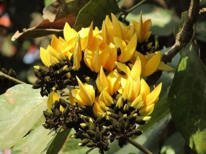 Rare Yellow Palash Flower Tree (Grafted) | Butea monosperma Yellow Flower Variety | Live Outdoor Plant for Home Garden - Image 3