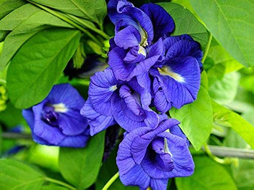 Blue Double Petal Aparajita Plant | Clitoria ternatea Double Blue Butterfly Pea Live Flowering Vine for Home Garden - Image 5