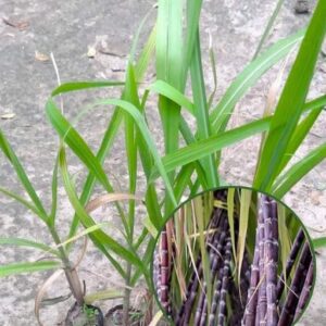 Philippine Sugarcane Plant Fruit Plant Grafted