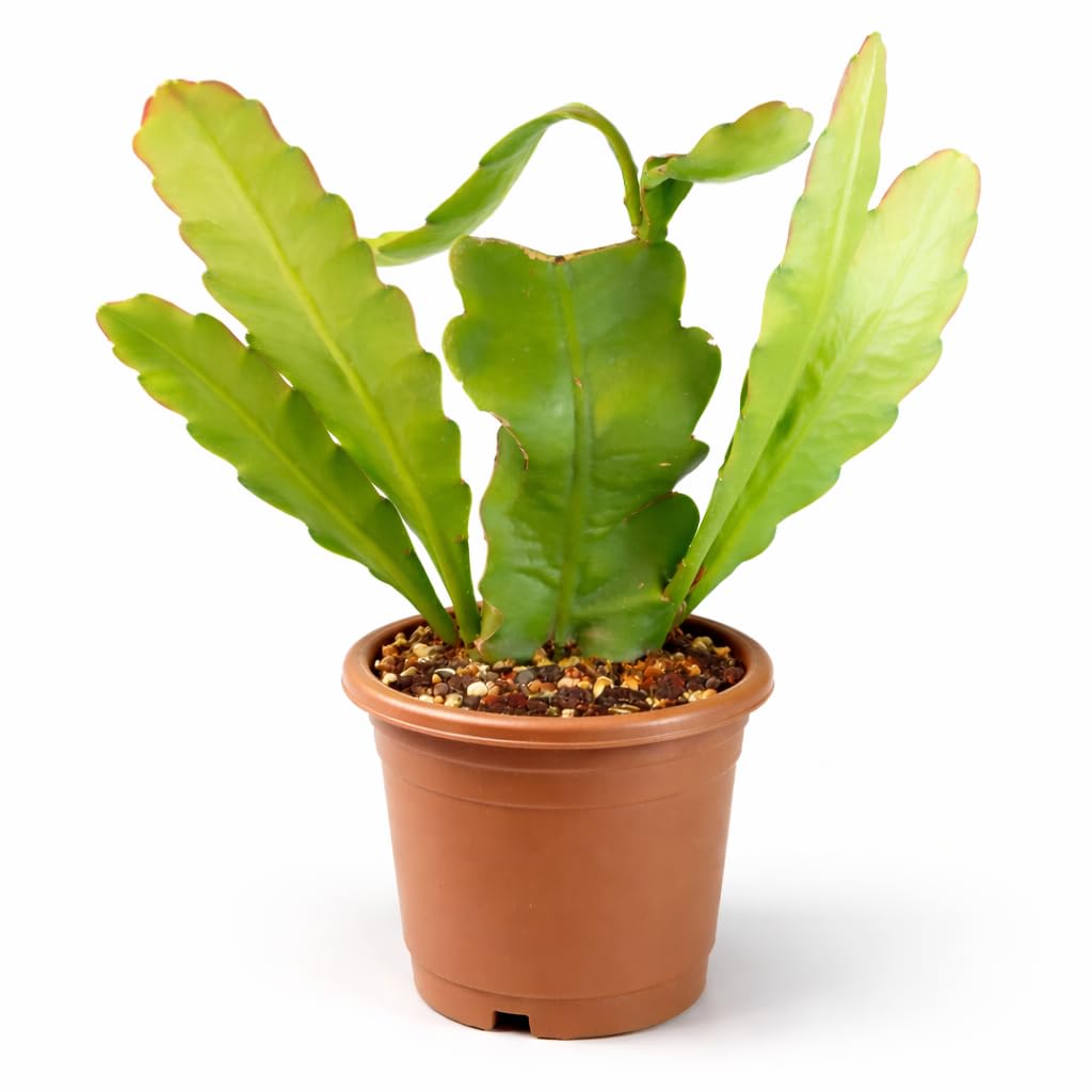 Brahma Kamal Plant | Saussurea obvallata King of Himalayan Flower Live Plant for Home Garden - Image 2