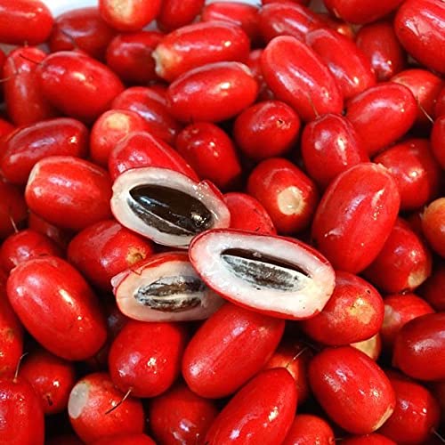 Miracle Fruit Layering Plant | Synsepalum dulcificum Premium Live Exotic Fruit Plant for Home Garden - Image 2