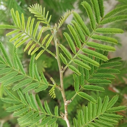 Shami Plant with Pot | Live Indoor Sacred Plant for Home & Office - Image 4