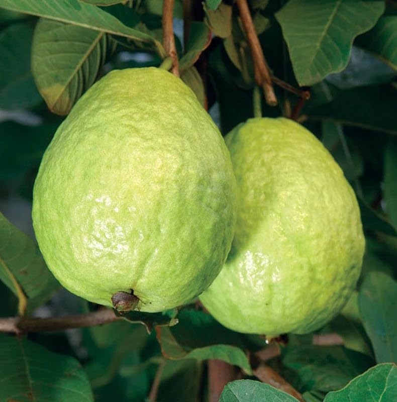 Hybrid L-49 Guava Plant | Sardar Guava Grafted Live Fruit Plant for Home Garden - Image 4