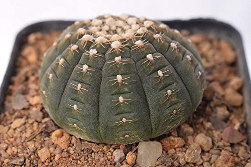 Gymnocalycium ragonesei Plant | Rare Live Cactus for Indoor & Outdoor Home Garden - Image 2