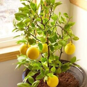 All Time Calcutta Pati Lemon (Nimbu) Plant | Citrus × limon Premium Grafted Live Lemon Fruit Plant