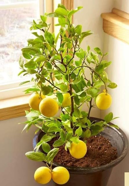 All Time Calcutta Pati Lemon (Nimbu) Plant | Citrus × limon Premium Grafted Live Lemon Fruit Plant