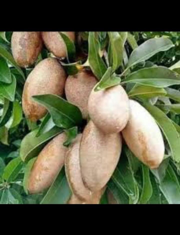 Banana Chiku (Sapota) Fruit Plant | Manilkara zapota Premium Grafted Live Sapodilla Tree for Home Garden - Image 4