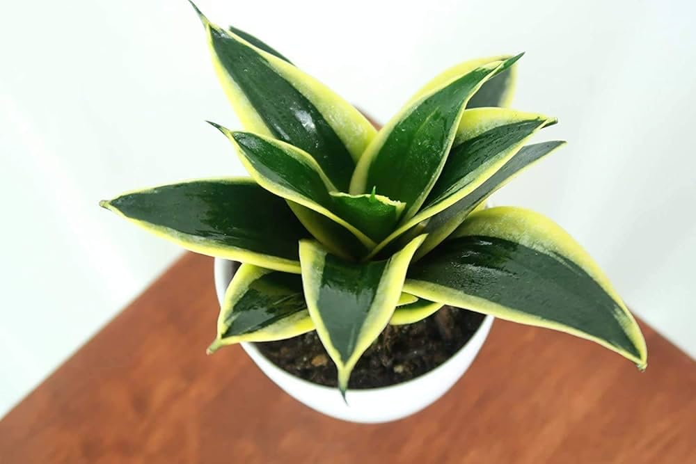 Variegated Sansevieria Plant with Pot | Live Snake Plant for Indoor Home & Office - Image 2