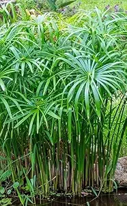 Green Table Umbrella Palm Plant with Pot | Live Indoor Decorative Plant for Home & Office