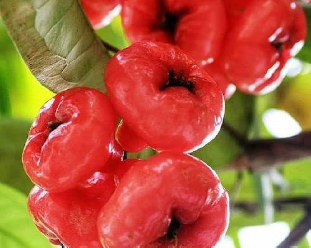 Rare Pink Water Apple Ber (Jamrul) Fruit Plant | Pink Jamrul Live Fruit Plant | Exotic Fruit Tree for Home Garden - Image 6