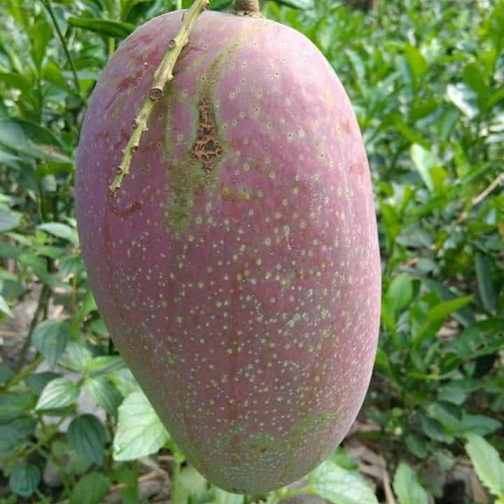 All Time Katimon Grafted Mango Plant (Baromasi mango Plant -12Months Fruit plant) | Thailand Katimon Mango Variety | Exotic Grafted Mango Fruit Plant - Image 2