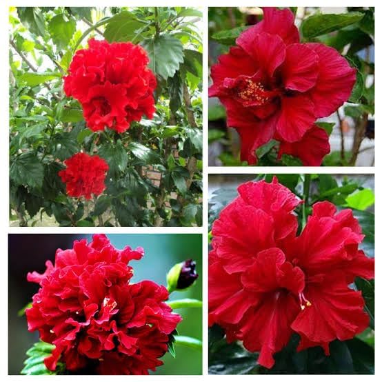 Double Petal Hibiscus Flower Plant (Red) Double Petal Red Hibiscus – A Classic Flowering Plant for Every Indian Garden - Image 3