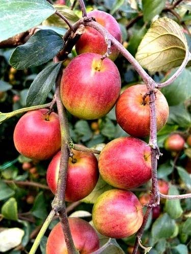 Red Sundari Apple Ber Hybrid Fruit Plant | Ziziphus mauritiana Grafted Live Fruit Plant for Home Garden - Image 3