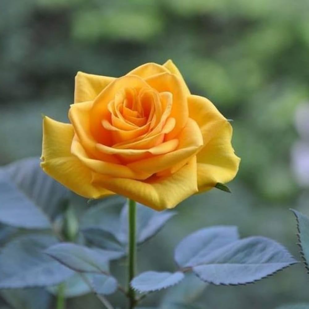 Yellow Grafted Rose Fragrant Flower Plant -Elegant, Long Blooming & Sweetly Fragrant - Image 5