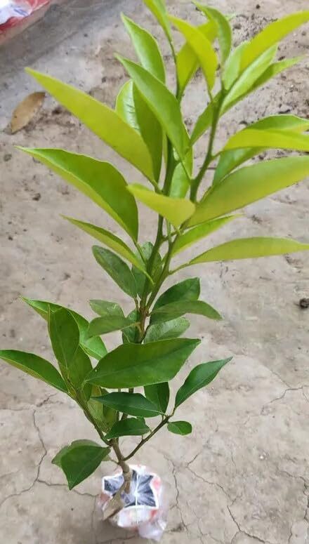 Vietnam All Time Malta Mosambi Hybrid Fruit Plant | Citrus × limetta Premium Grafted Sweet Lime Live Plant for Home Garden - Image 2