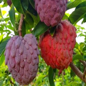Red Custard Apple (Sugar Apple/Sitafal) Plant | Annona squamosa Premium Live Fruit Plant for Home Garden