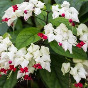 Bleeding Heart Vine Flower Plant (Red) | Clerodendrum thomsoniae Live Tropical Flowering Vine for Home Garden