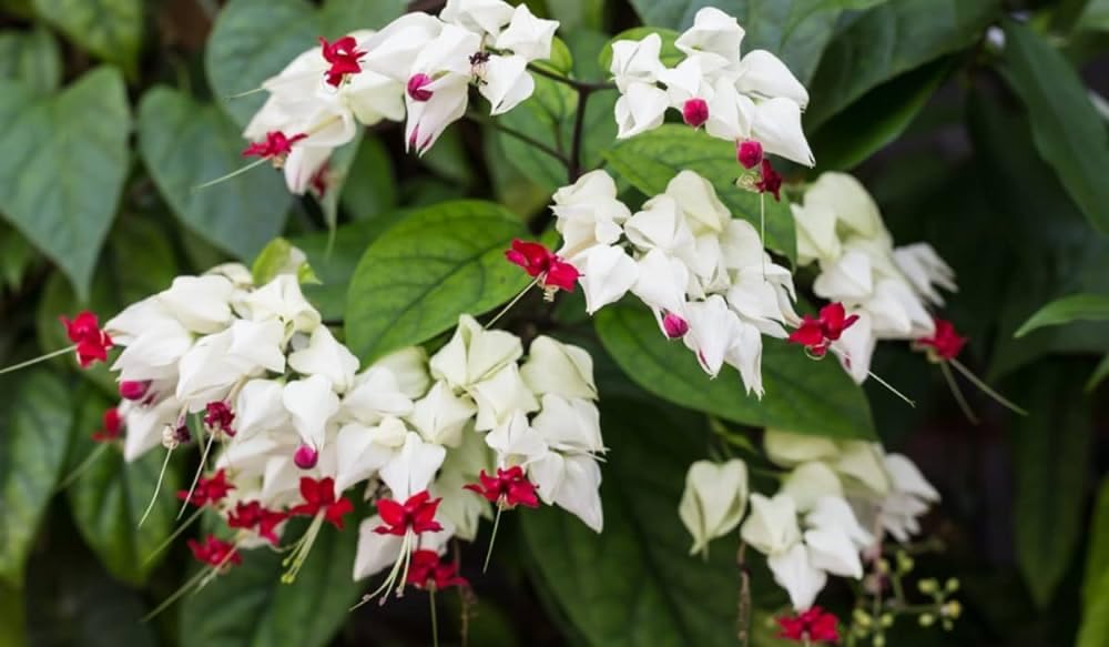 Bleeding Heart Vine Flower Plant (Red) | Clerodendrum thomsoniae Live Tropical Flowering Vine for Home Garden