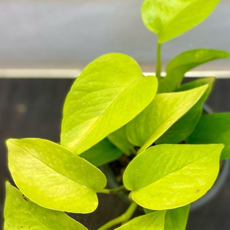 Money Plant (Golden) with Pot | Epipremnum aureum Live Indoor Plant for Home & Office with pot - Image 5