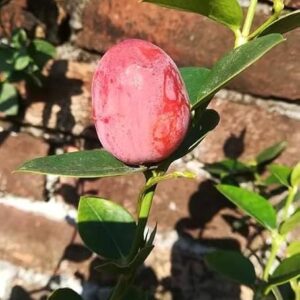 Thai Sweet Karonda  Plant for Indian Gardens