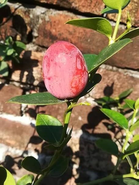 Thai Sweet Karonda Plant for Indian Gardens