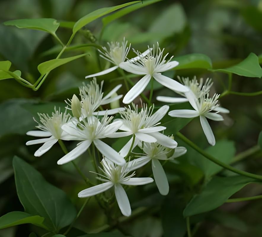 Buddha Jasmine (Juhi) Live Flower Plant | Clematis smilacifolia (Erect Clematis) Aromatic Flowering Vine for Home Garden - Image 5