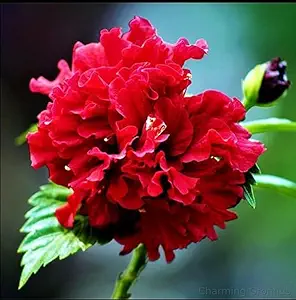 Double Petal Hibiscus Flower Plant (Red) Double Petal Red Hibiscus – A Classic Flowering Plant for Every Indian Garden