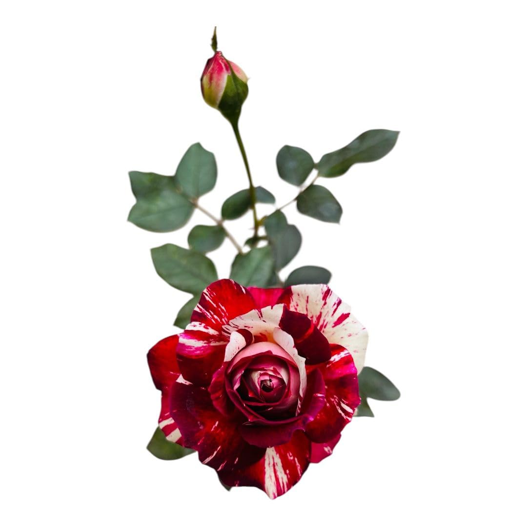Taj Variety Rose Flower Plant | Red & White Bi-Color Rose | Rosa Hybrid Live Flowering Plant for Home Garden - Image 2