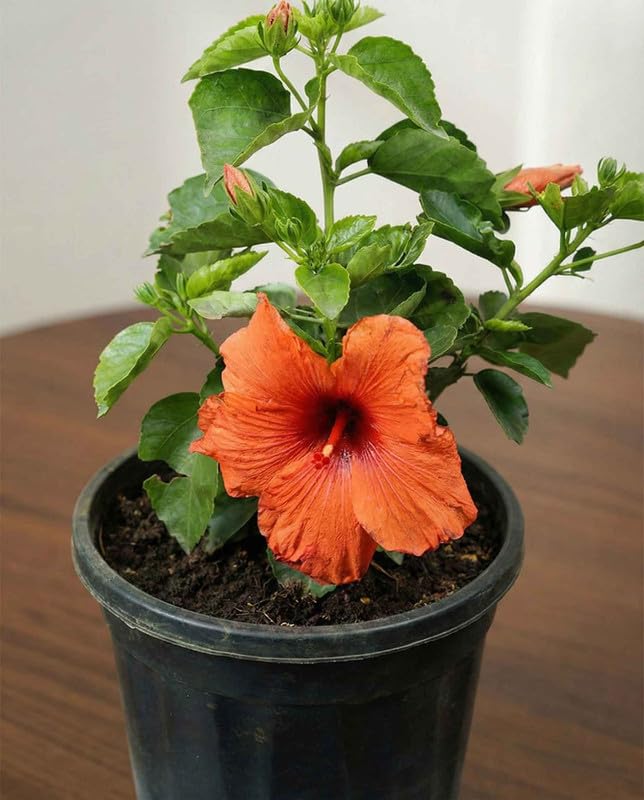 Light Orange Arhul Hibiscus Plant with Red Center – Live Flowering Plant | Garden & Pot - Image 5